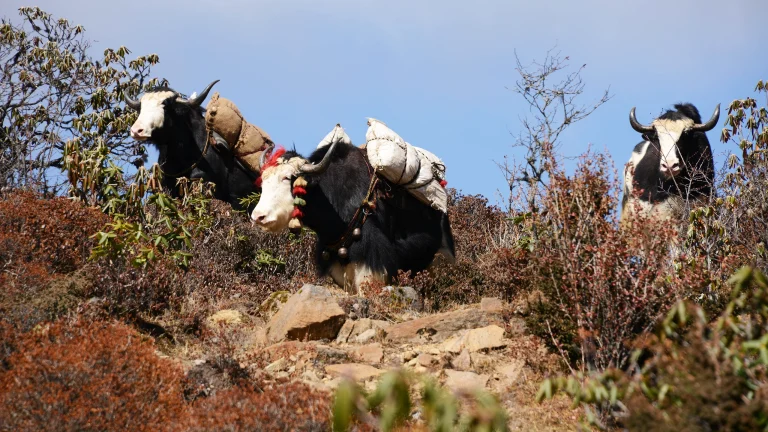 Travel Himalaya Image 20